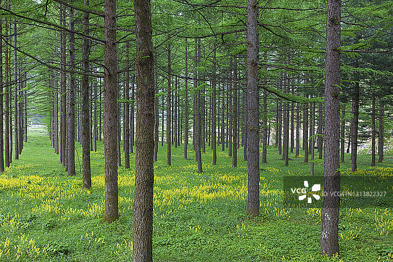 韩国江陵的一片森林图片素材