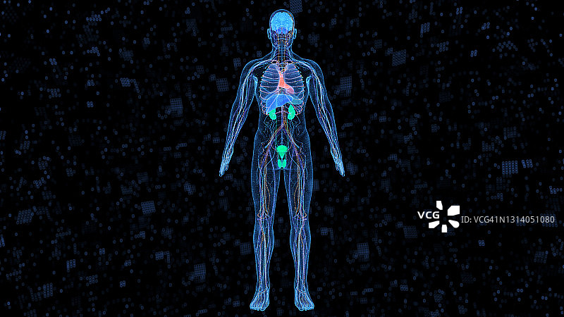 计算机生成的人类身体器官图片素材