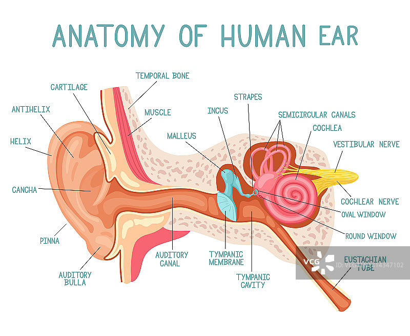 卡通耳解剖。人体声音感觉器官医学信息图，耳朵内部结构矢量图。耳朵信息图表解剖学图片素材