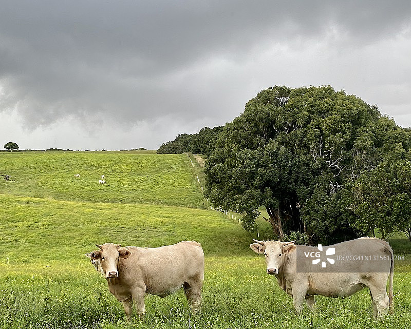 暴风雨天在青山放养奶牛图片素材