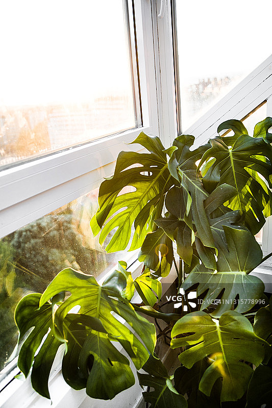 有阳光和阴影的室内植物图片素材