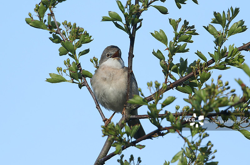 春天，一只美丽的雄性白喉鸟，Sylvia communis，栖息在一棵含苞待放的山楂树上。图片素材