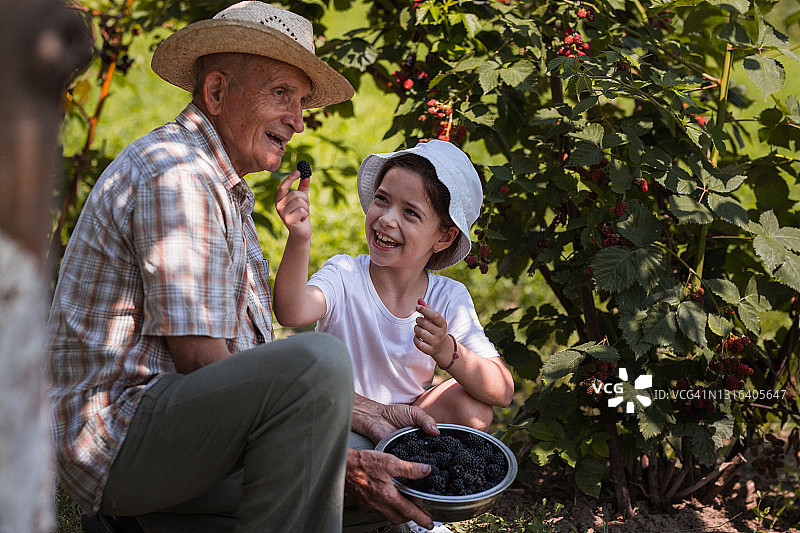 爷爷和孙女在户外吃黑莓时一起大笑图片素材