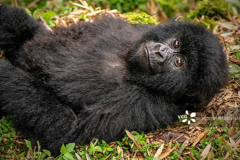 年轻的山地大猩猩(白令盖大猩猩)躺在它的背部和看着相机的特写图片素材