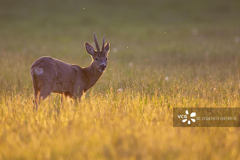 欧洲背光狍(母鹿母鹿)，德国下萨克森州维希塔图片素材