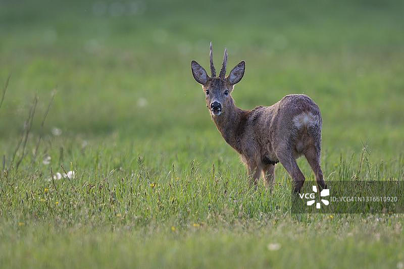 欧洲背光狍(母鹿母鹿)，德国下萨克森州维希塔图片素材