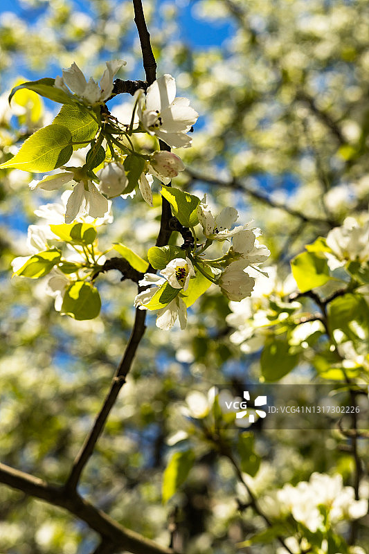 苹果树枝头有白花，阳光明媚，春日美丽自然的樱花花背景图片素材
