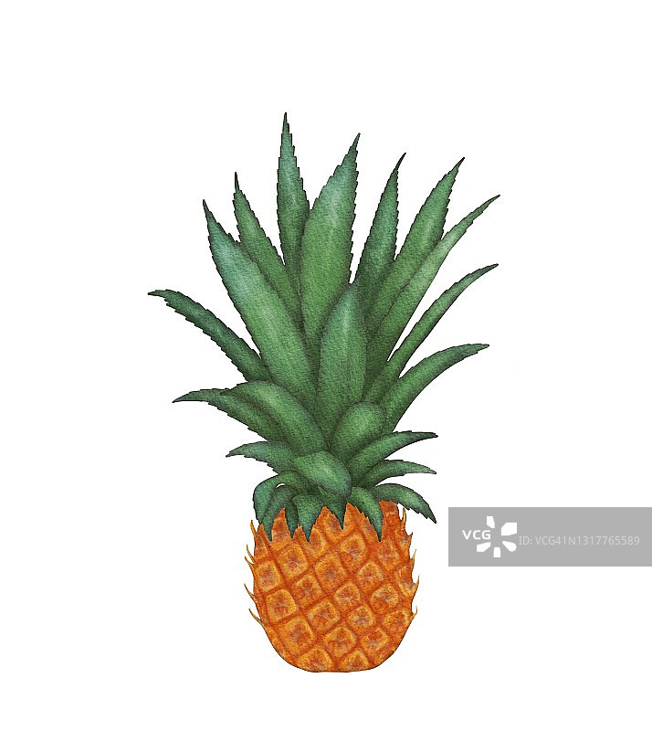 水彩菠萝水果孤立在白色的背景。整个菠萝写实插画。图片素材