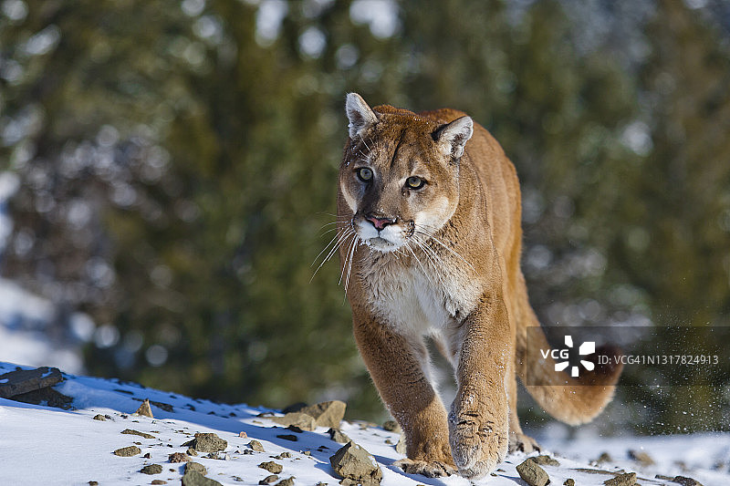 近正面的美洲狮(美洲狮)走向相机在雪地上图片素材