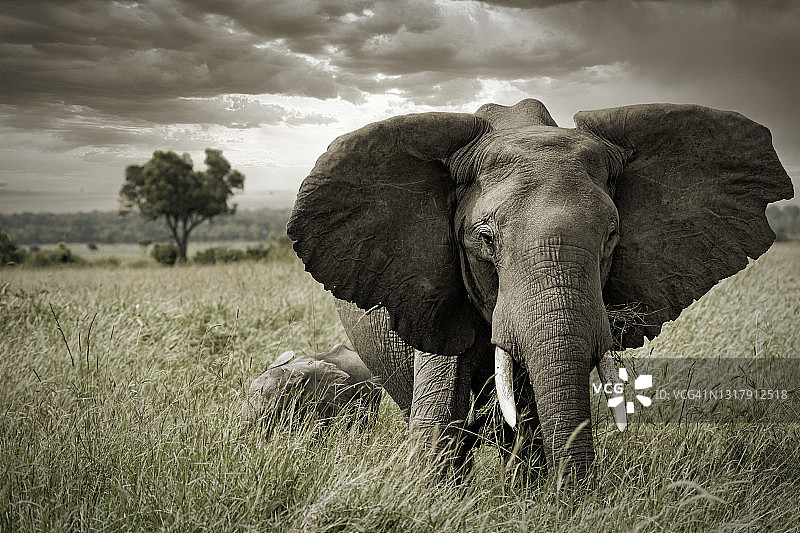 肯尼亚马赛马拉的非洲象和婴儿图片素材