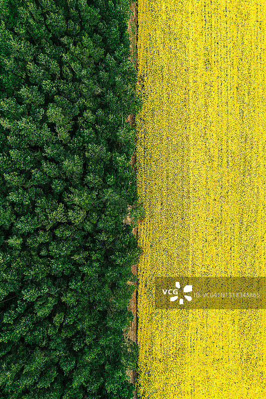 无人机图像俯瞰一片油菜籽田在森林的边缘，英国，英国图片素材