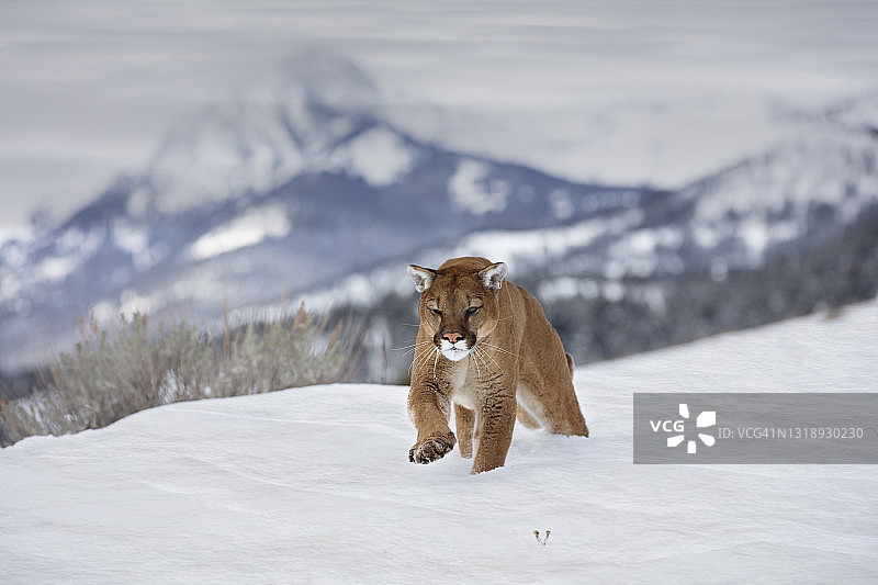 正面的美洲狮(美洲狮)走向相机在雪地上图片素材