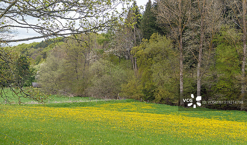 德国艾菲尔国家公园的野花草地图片素材