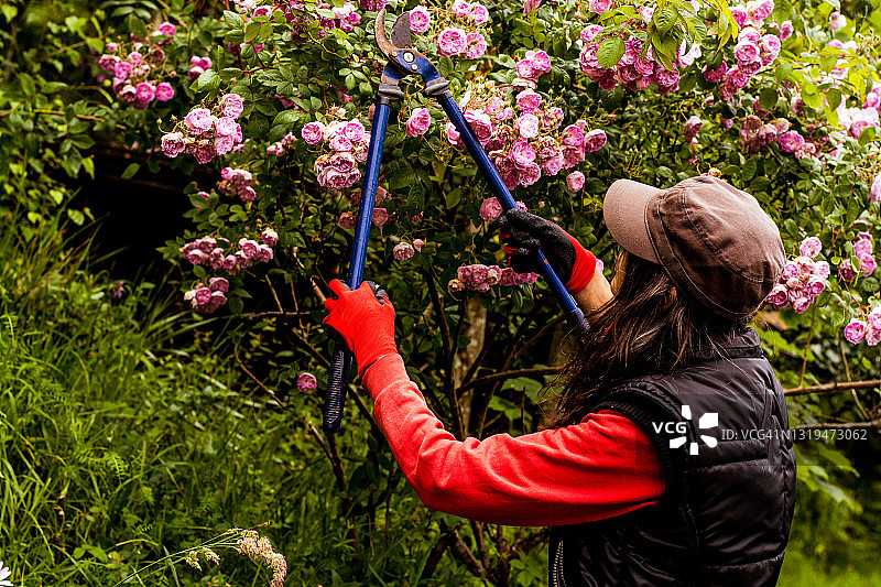 一位中年妇女正在修剪花园里盛开的玫瑰丛图片素材