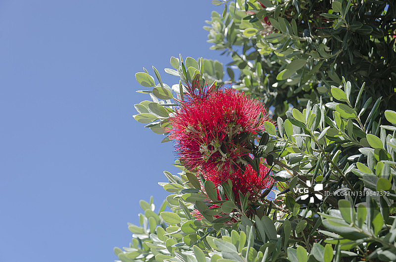 在蔚蓝的天空下盛开的波胡图卡瓦树(Metrosideros excelsa)。图片素材
