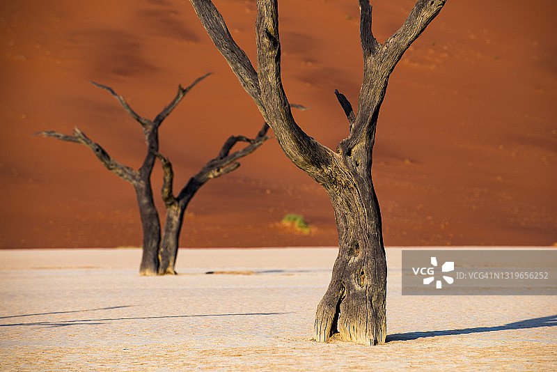 纳米比亚德德夫莱的沙丘上，死刺槐树的剪影图片素材