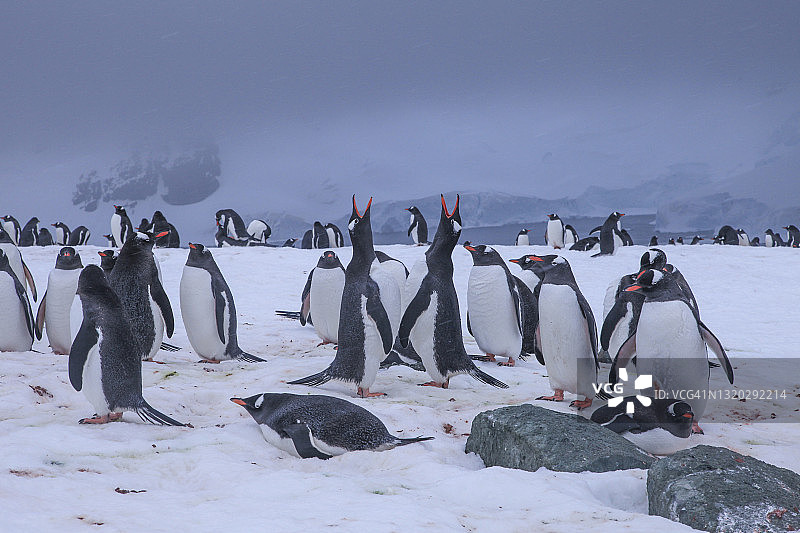 雪地上的巴布亚企鹅群图片素材