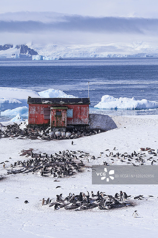 一群巴布亚企鹅在废弃的研究站附近图片素材