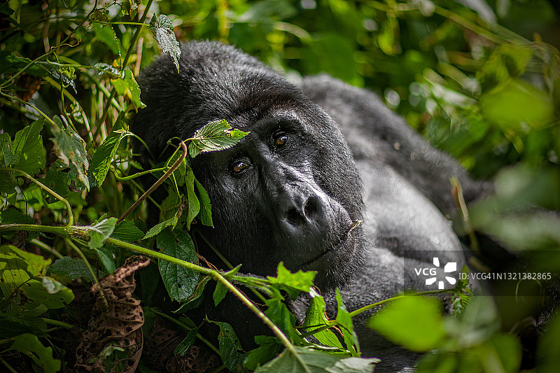 成年山地大猩猩(白令盖大猩猩)进食和看镜头的特写图片素材