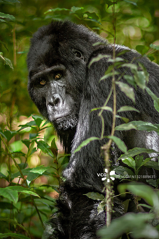 银背山地大猩猩(白令盖大猩猩)站在植被中的特写图片素材