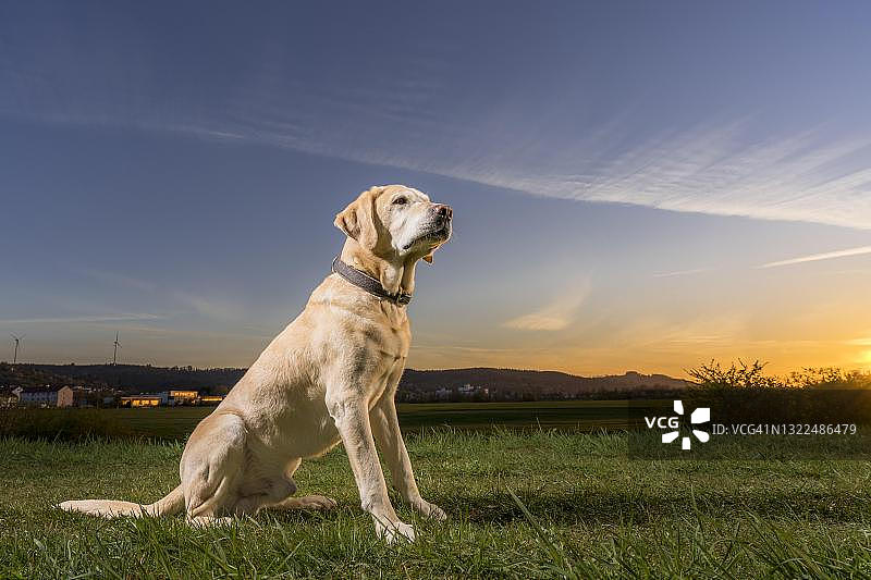 狗，拉布拉多寻回犬，日落，肖恩多夫，德国巴登-符腾堡图片素材
