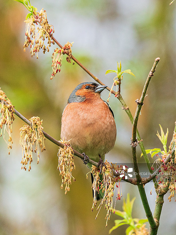 鲜艳的鸟，红色的胸部，在春天栖息在小枝上图片素材