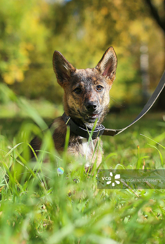 可爱，活泼，顽皮的棕色光滑的毛和大耳朵的小狗在一个阳光明媚的夏天在公园的绿色草地上散步图片素材