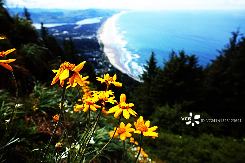 黄色的野花俯瞰着俄勒冈海岸图片素材