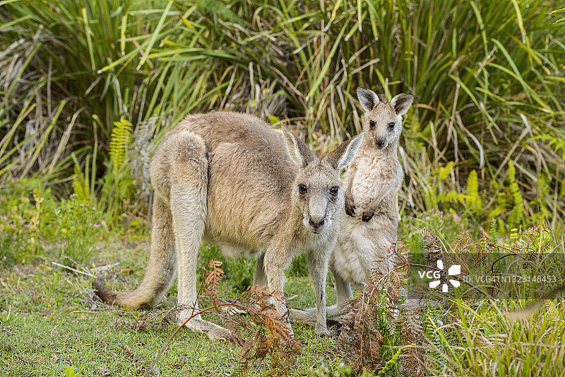 澳洲新南威尔士州穆拉玛朗国家公园，灰袋鼠，巨袋鼠，雌袋鼠和小袋鼠图片素材