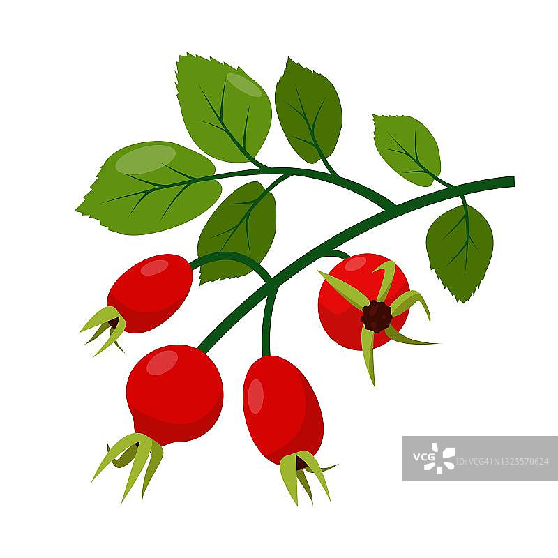 红色的野生蔷薇果，绿叶图片素材