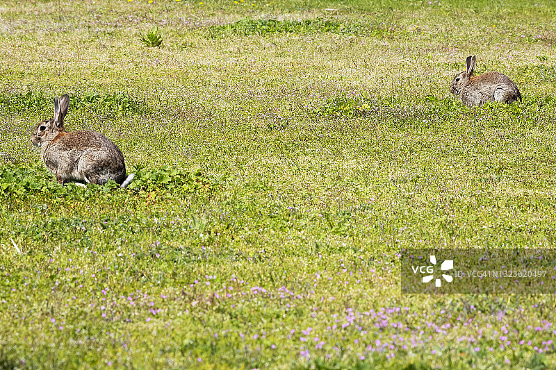 草地上有两只兔子图片素材