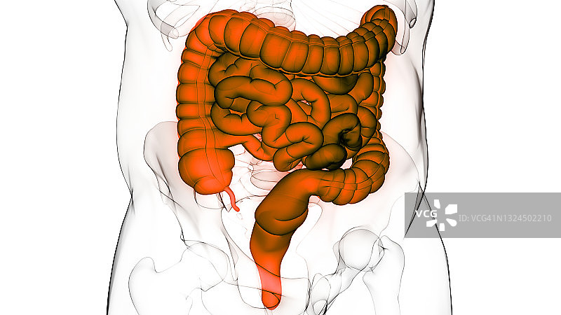 人体消化系统大小肠解剖图片素材