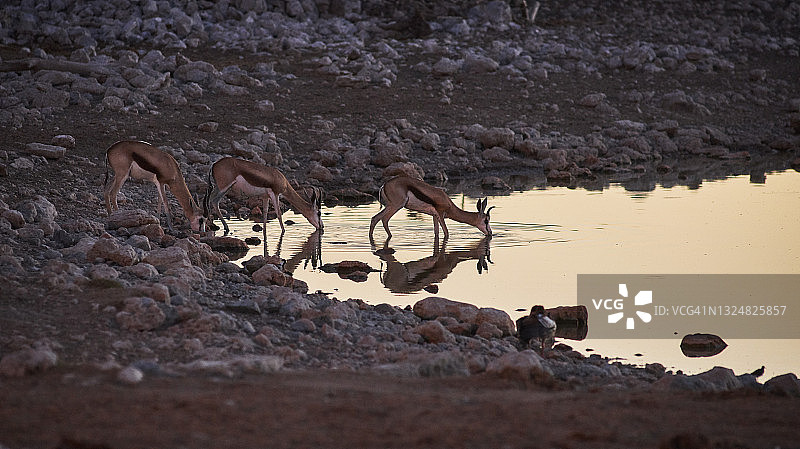 纳米比亚沙漠中的一个水坑里，Springbuck在喝水图片素材