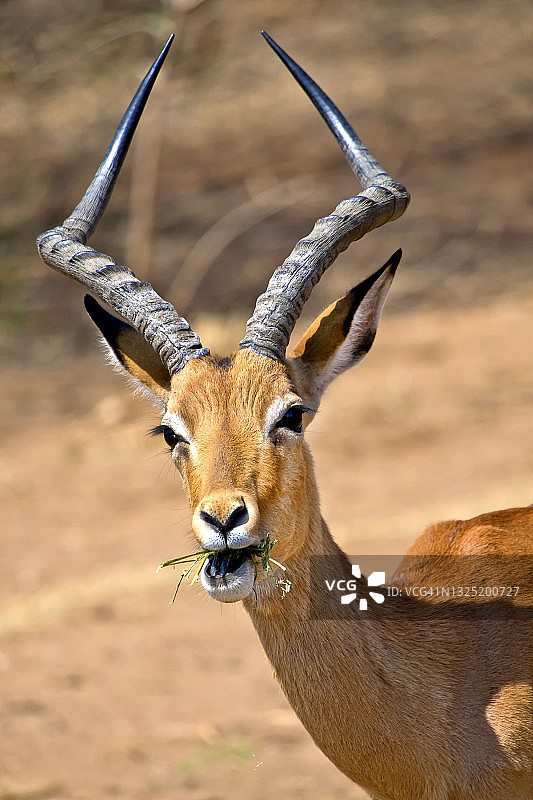 黑斑羚，野生动物保护区，南非图片素材
