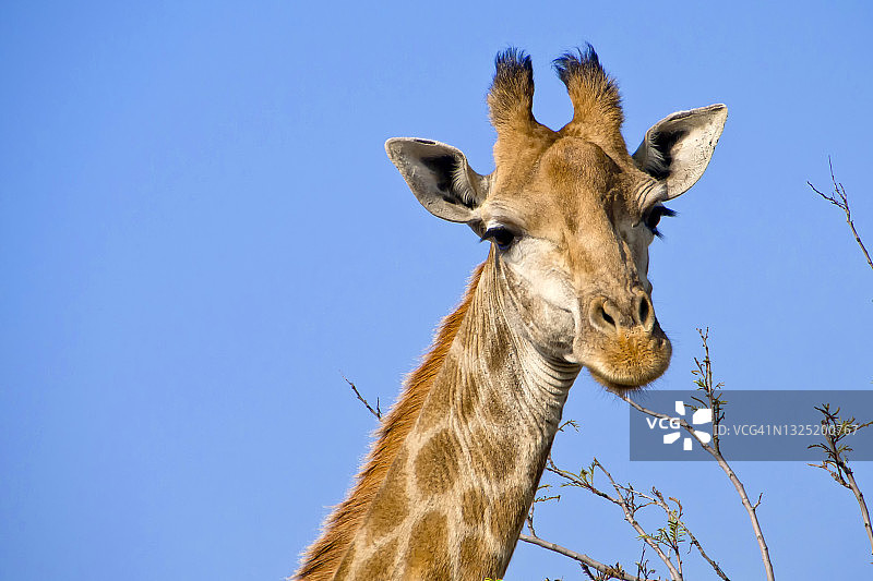 长颈鹿，野生动物保护区，南非图片素材