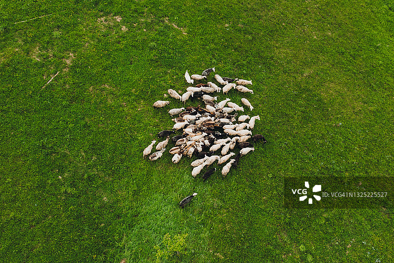 鸟瞰图羊在山上的草地放牧图片素材