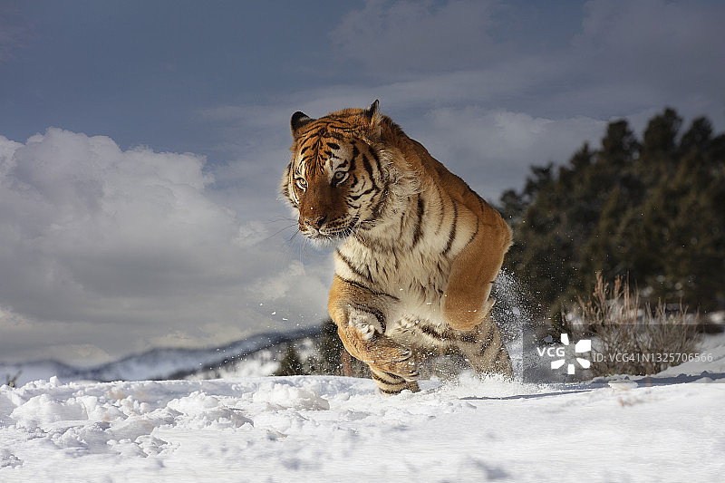 近距离拍摄的东北虎在雪地上奔跑跳跃的场景图片素材