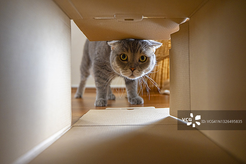 好奇的猫正在看纸板箱里面有什么图片素材