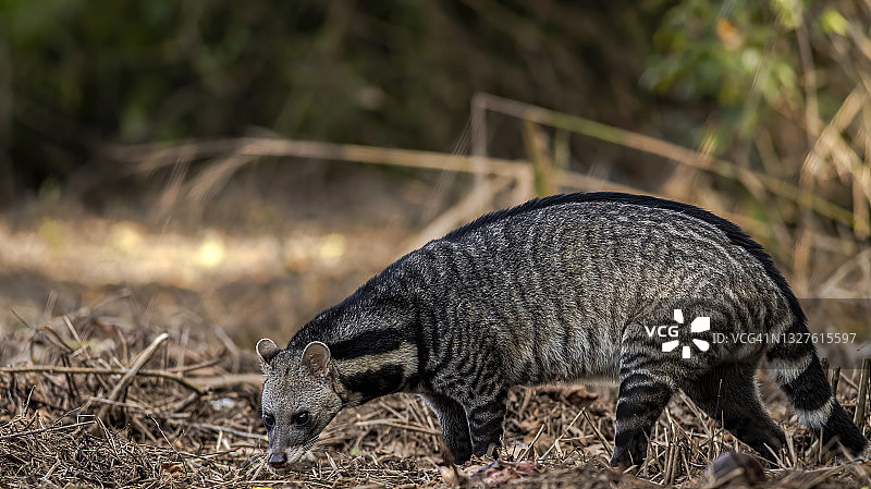 大印度灵猫(Viverra zibetha)的身体是黑白相间的，生活在热带森林中，白天拍照图片素材