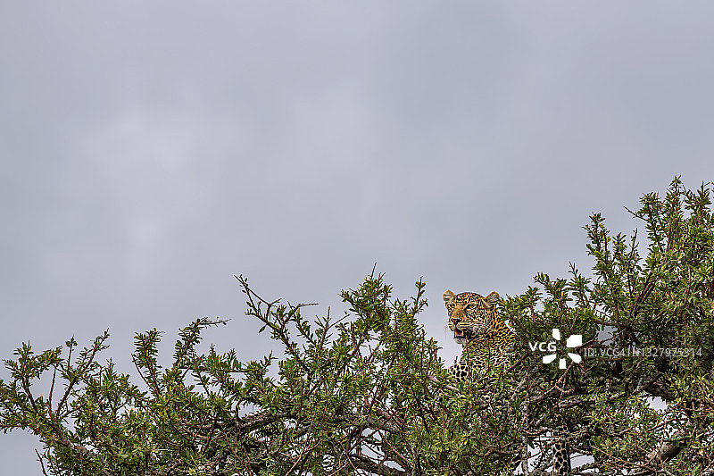 树上的非洲豹图片素材