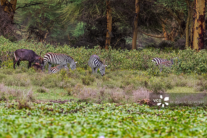 草原斑马群和野生羚羊在奈瓦沙国家公园吃草图片素材