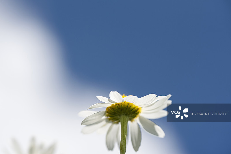 低角度的菊花对蓝色的天空图片素材