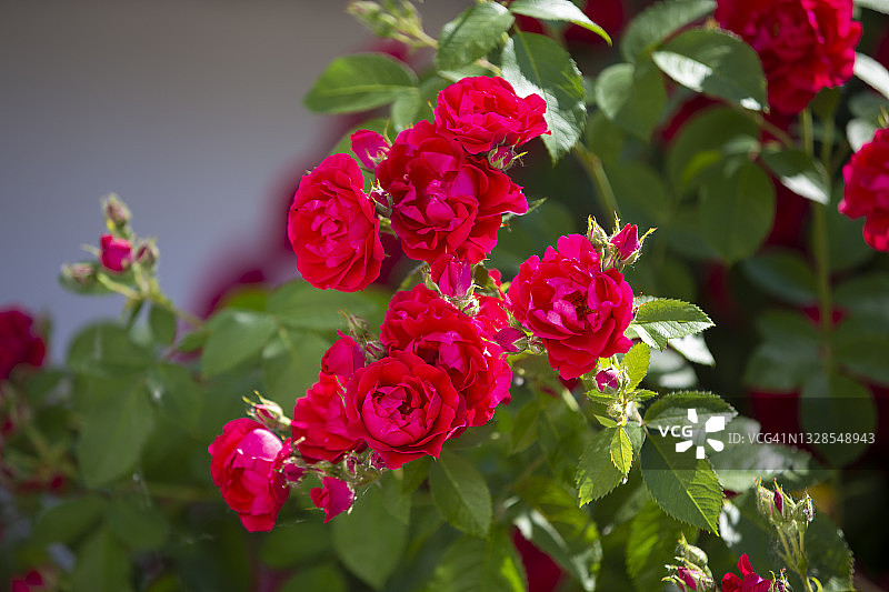 有许多花的灌木红玫瑰。图片素材