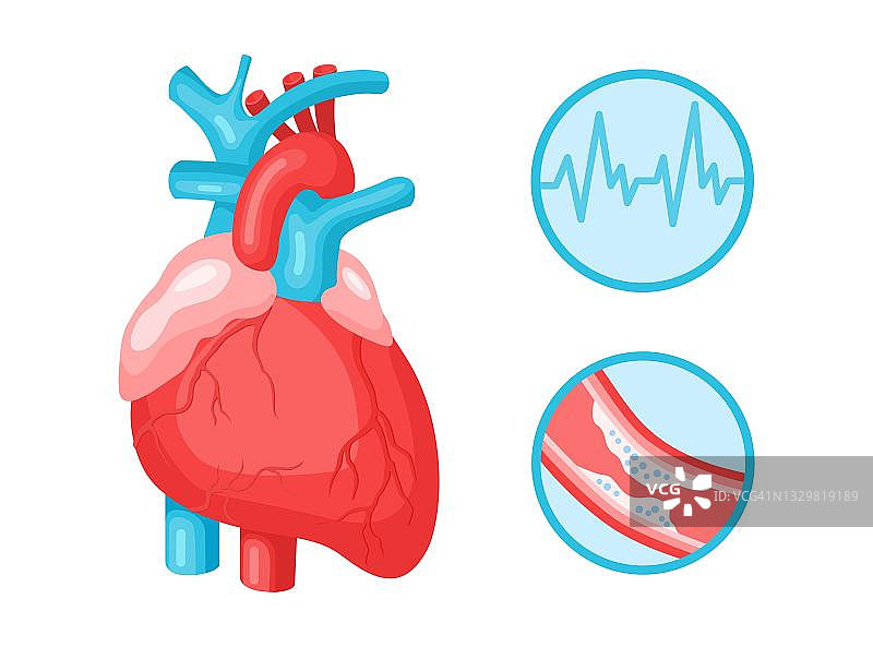 心脏人体解剖和心血管系统，脉搏心电图，脂肪动脉信息图孤立在白色背景上。图片素材