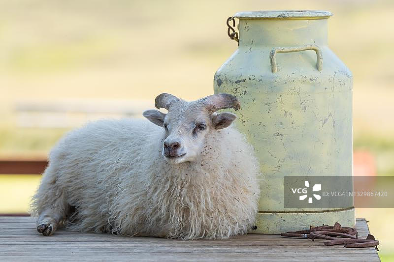 绵羊躺在大旧牛奶罐前，利廷斯塔迪，冰岛北部图片素材