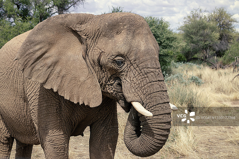 阳光明媚的一天，草原上的非洲丛林象的特写镜头。图片素材