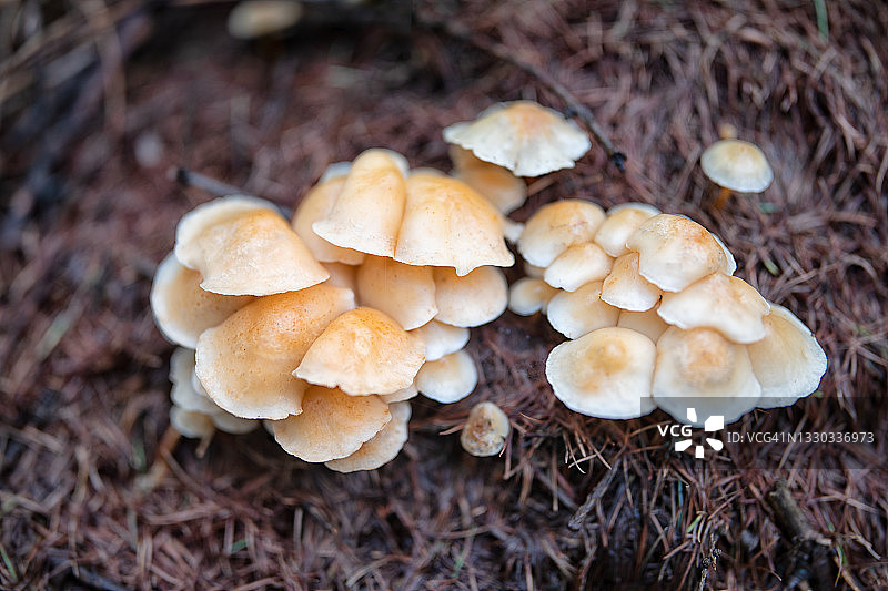 野生蘑菇的特写镜头图片素材