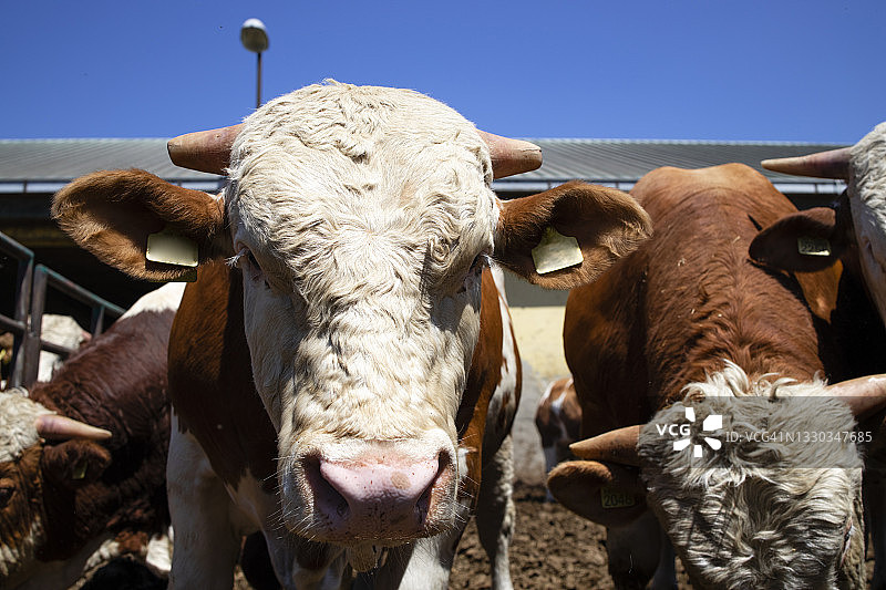 有机农场用于肉类生产的强壮强壮的公牛群。图片素材
