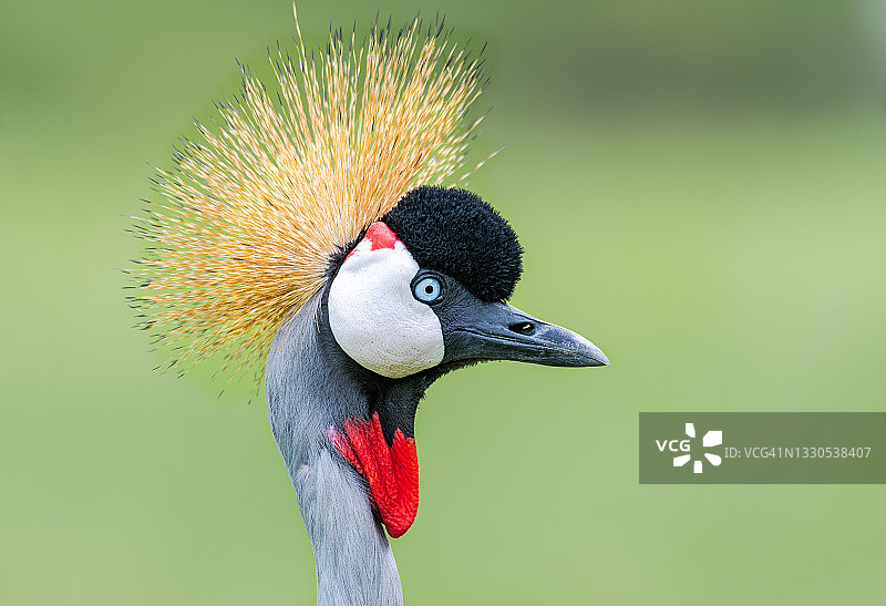 非洲灰冠鹤图片素材