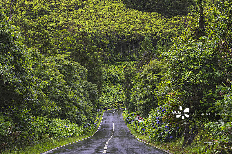 潮湿的道路通向茂密的热带雨林图片素材